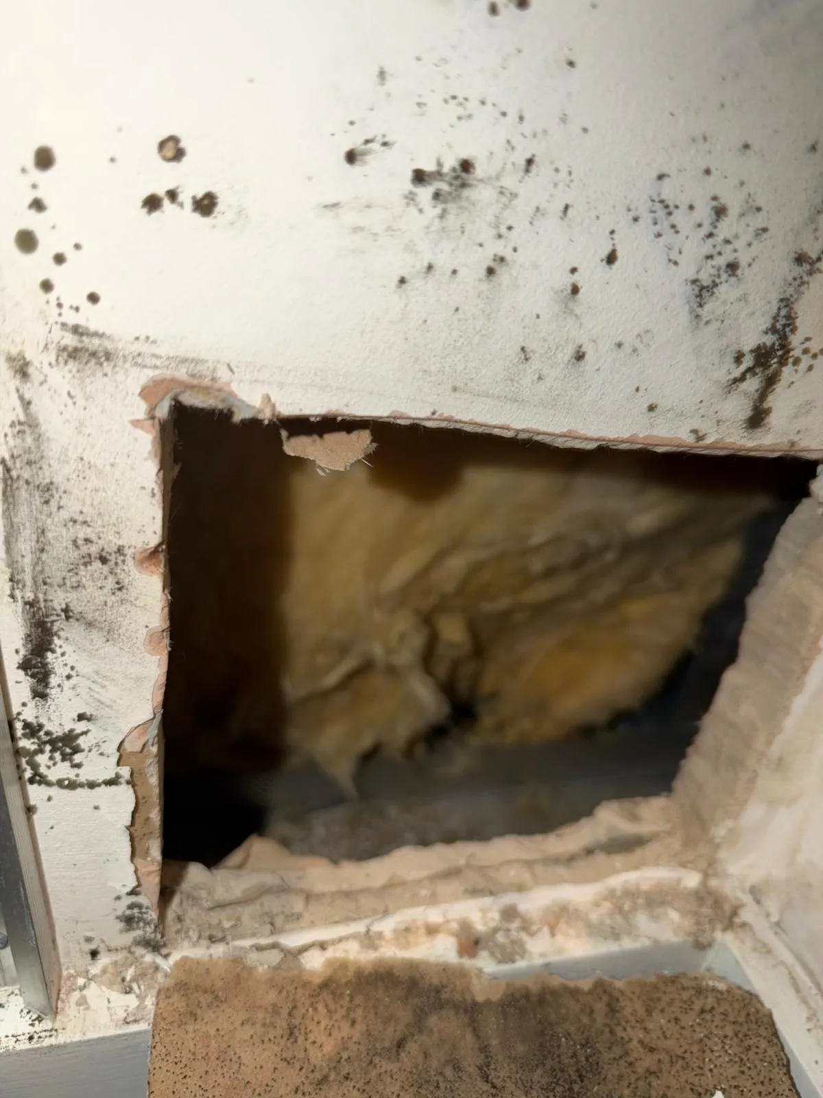Close view of a square opening cut in mould-spotted plasterboard, with yellow insulation visible inside the wall